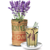 Kit de Cultura Plantas para Ch - Alfazema